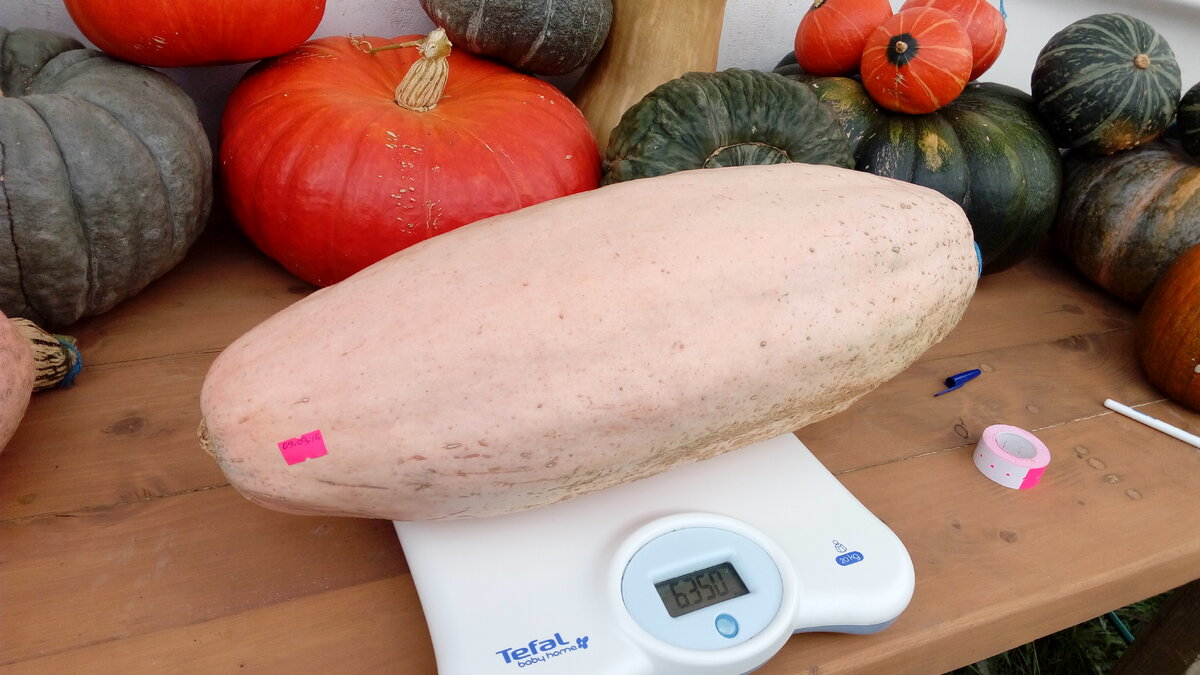 25.09.2016 порезала самый старший Розовый Банан, завязавшийся 29 июня. 