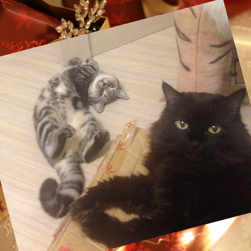 Анфиска с Барбариской. Чёрная и британская кошка.