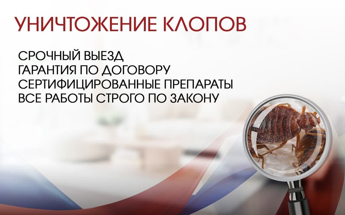 Уничтожить клопов в Москве: чего боятся домашние постельные клопы? |  МОСЭКОС | Дзен