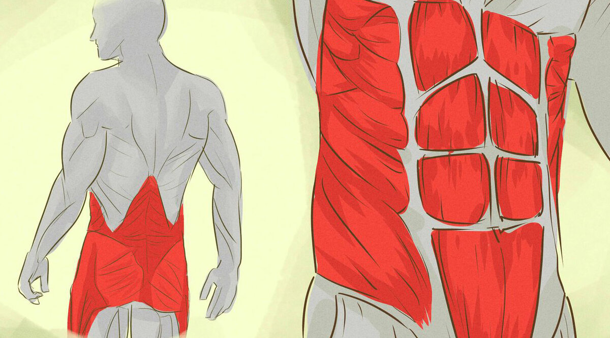 Группа мышц Кора.