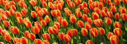 В 17 веке в Голландию начали привозить из Турции луковицы тюльпанов. Мода на тюльпаны выросла до таких масштабов, что такие луковицы продавались и покупались повсеместно, а за всего одну луковицу определенных сортов можно было купить себе вполне приличный дом. Дошло до того, что в ход пошли даже аналоги фьючерсов на луковицы тюльпанов.