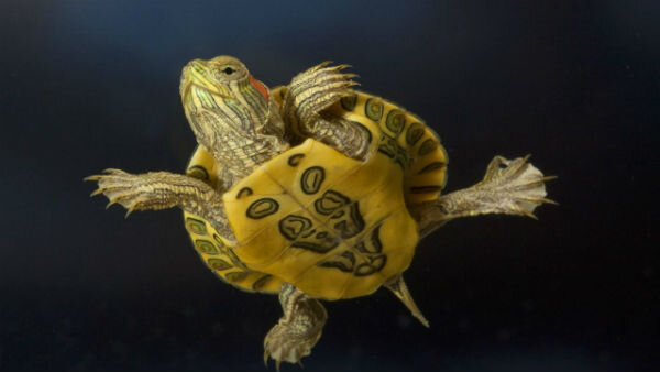 Красноухая черепаха. Уход и кормление в домашних условиях