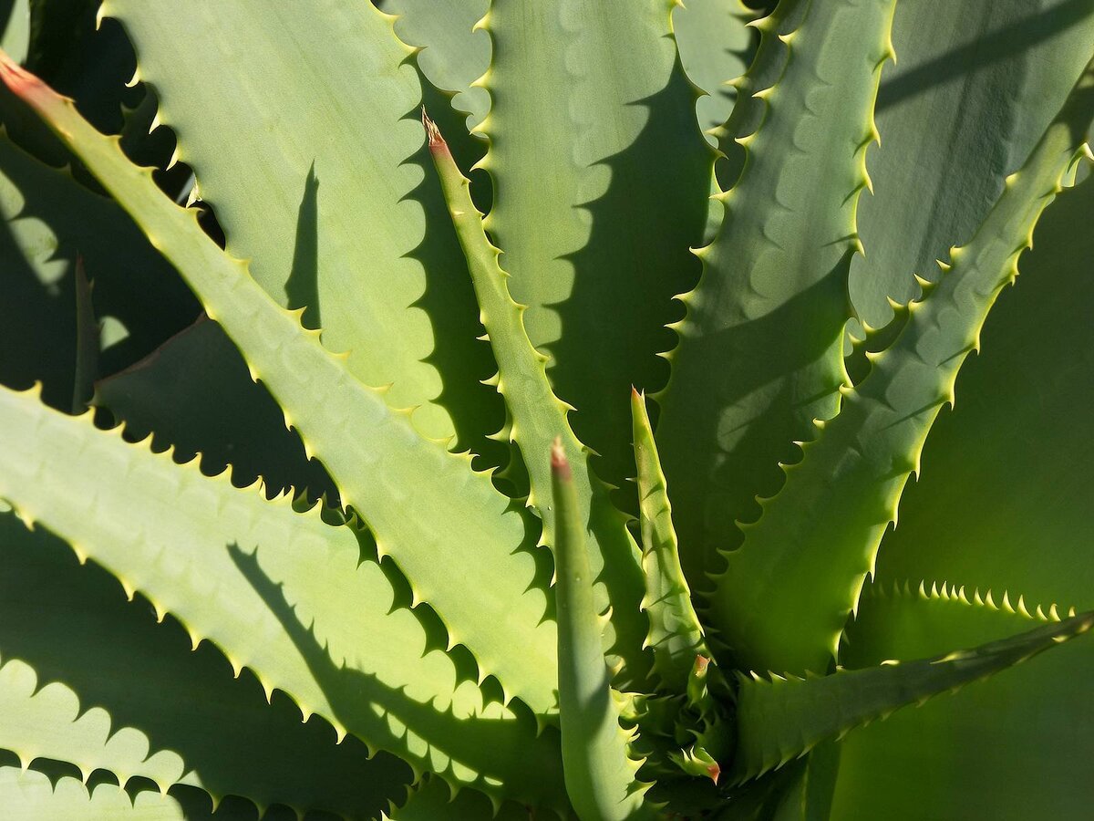 Телефон столетник. Алоэ колпачковидное. Алоэ многоветвистое. Aloe ellenbeckii. Алоэ изменчивый.