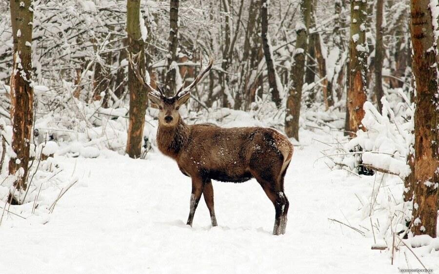 Паляўнічы пераблытаў зубра з аленем