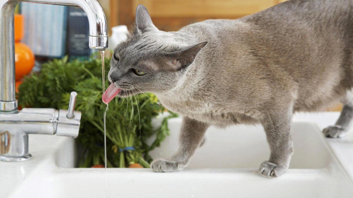 сколько может кошка без воды