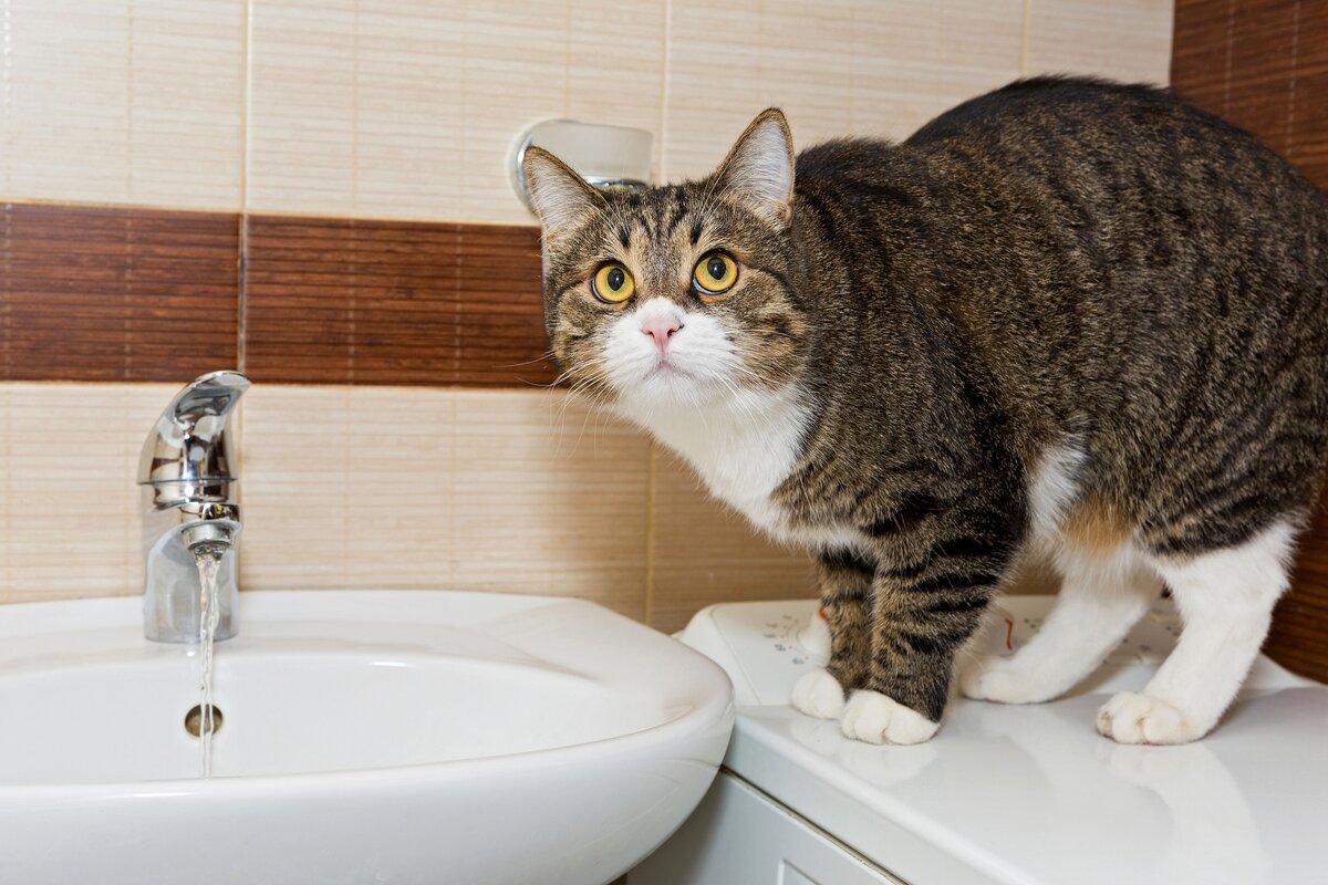 Сколько домашний кот может прожить без воды и пищи | Мир домашних животных  | Дзен