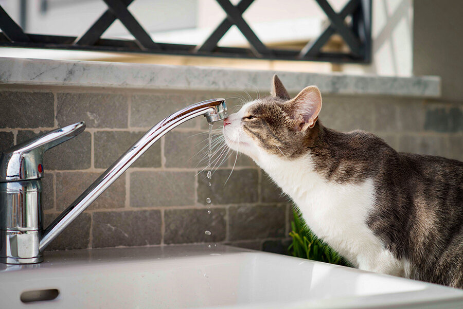 Сколько кошка проживет без воды