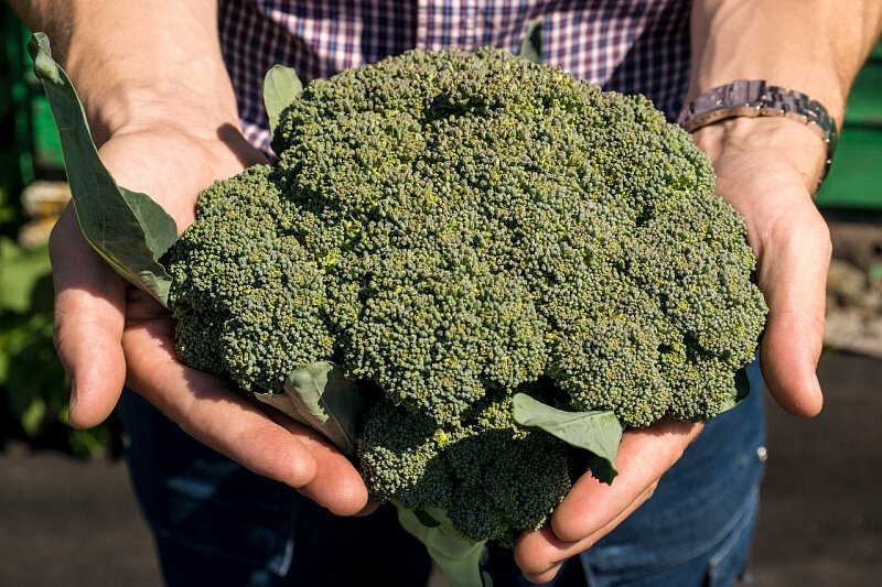 Гибрид раннеспелый. От высадки 25-дневной рассады до первого сбора плодов 40-45 дней. Головки плотные, массой до 1кг, поверхность кочана сглажена. После удаления центрального кочана через 2-3 недели отрастают боковые головки массой от 100-150 г. Маратон F1 - мировой стандарт и эталон для гибридов брокколи. Рекомендуется для свежего потребления, замораживания и любых видов домашней и промышленной переработки. Великолепная адаптации к различным условиям выращивания, кроме зон с высокими  температурами. Плотность посадки 5-5,5 растений/м2. Урожайность выше 7 кг/м2.