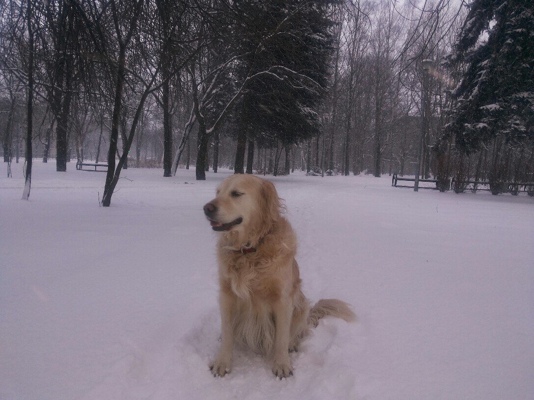 Золотистый ретривер. Чем крупнее питомец - тем выше расходы на питание. 