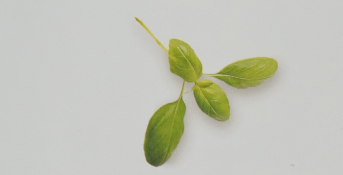 Иллюстрация из книги "Италия: Гастрономия"