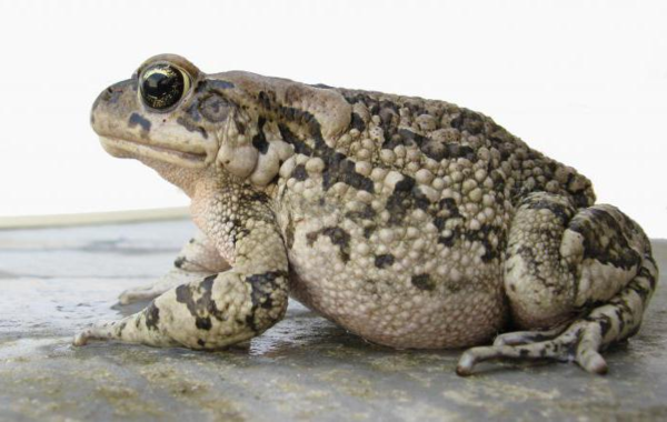 При недостатке витамина А кожа на некоторых участках тела (обычно это локти или колени) становится сухой и бугристой, возможны даже мелкие трещины с кровотечениями.