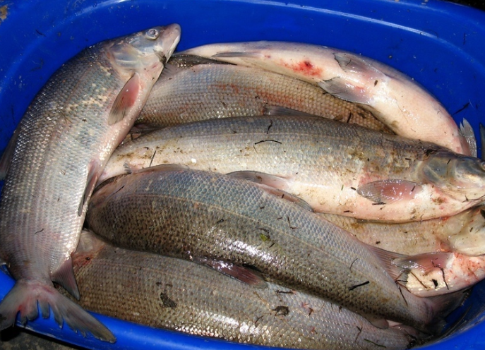 Муксун. Фото FISHERhook