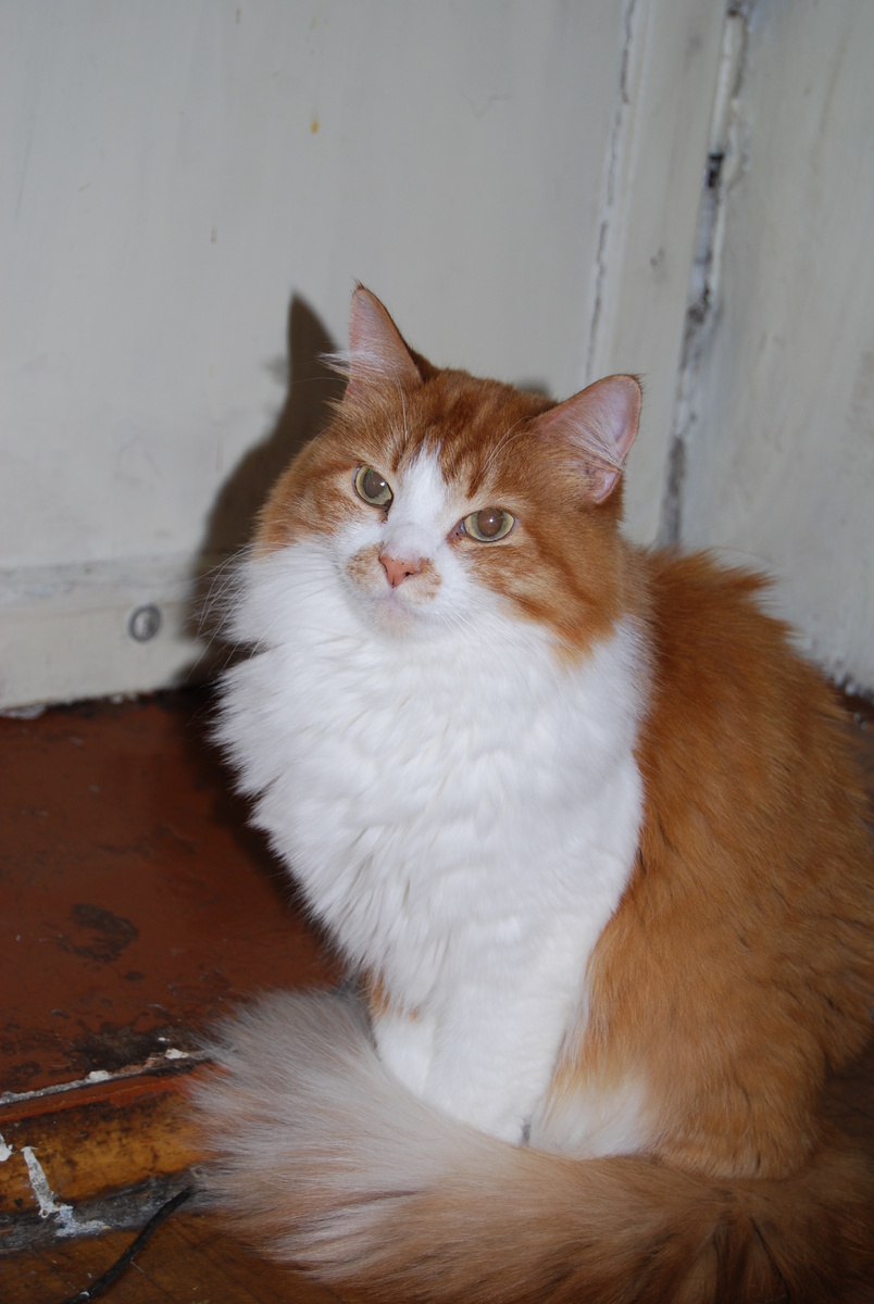 Несмотря на родство с гладкошерстными родителями, и с такими же гладкошерстными братом и сестрой, Плюша обладает красивой длинной шерстью и роскошным, поистине королевским, хвостом. Причем, шерсть никогда не спутывается и не требует обязательного расчесывания. 