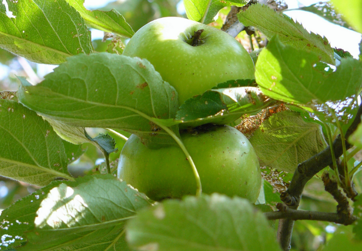 Чем обработать груши яблони