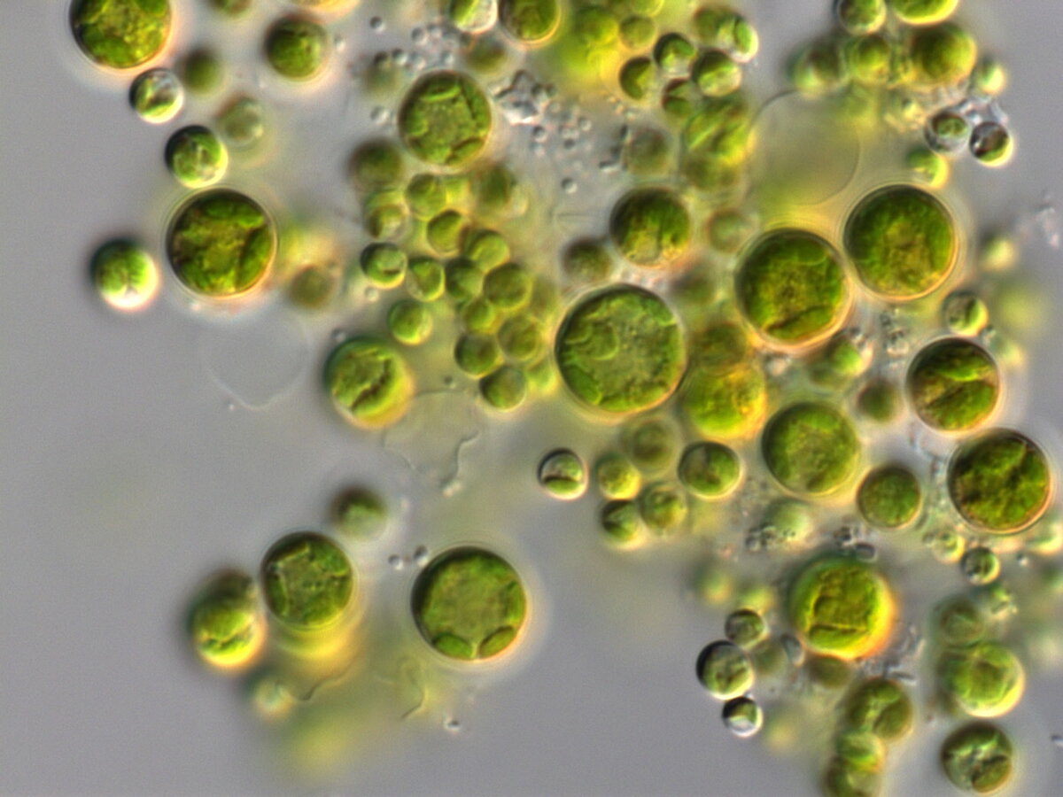 Водоросли в пробирке. Хлорелла цианобактерии. Зеленые водоросли хлорелла. Хлорелла фитопланктон. Хлорелла под микроскопом.