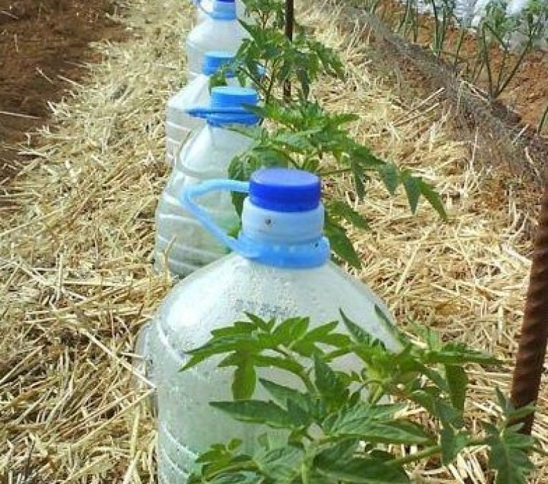 Как сделать систему капельного полива из пластиковых бутылок