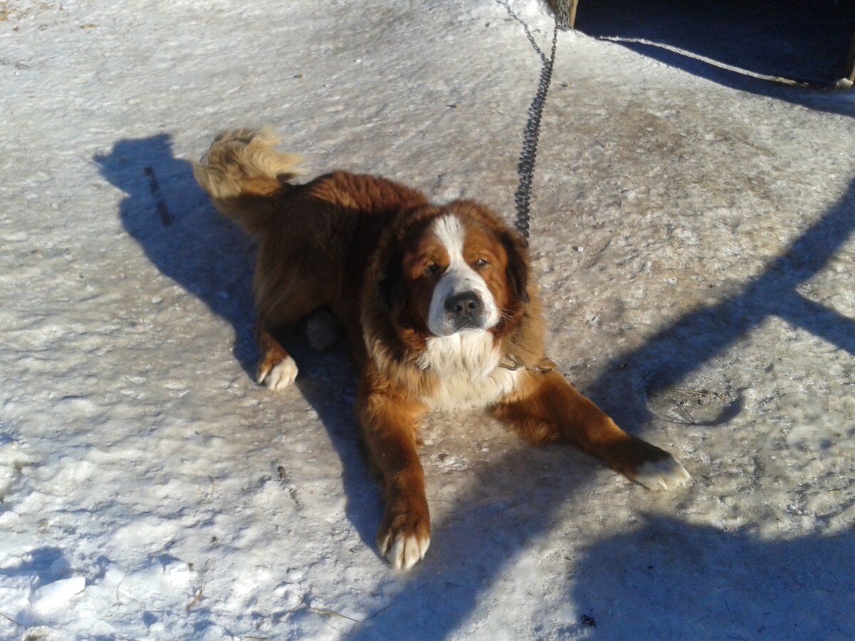 Нам подарили вот такого красавца.                                                                                                                    