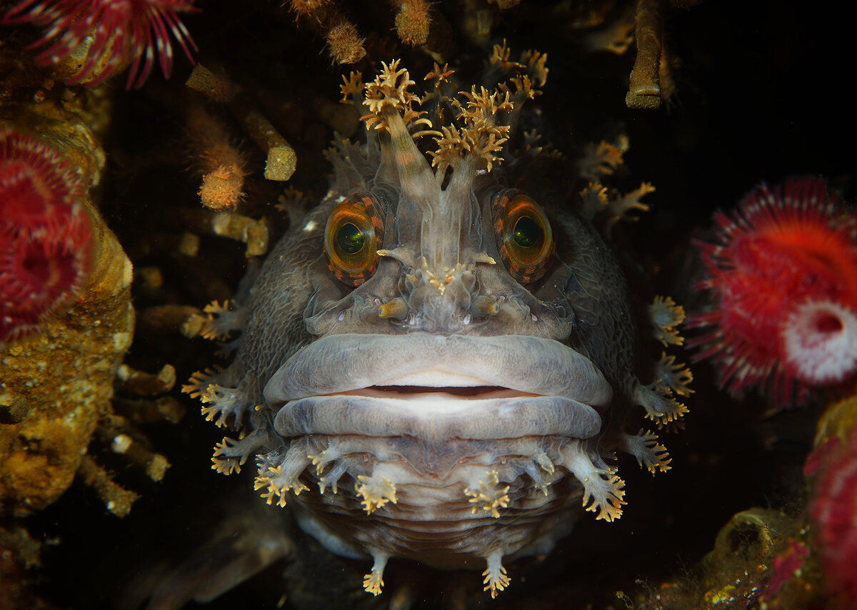 Японская мохнатоголовая собачка(Warbonnet japonicus) - одна из самых запоминающихся рыб наших мест. Достаточно крупная рыба- длина более 60 см. Хищник, любимое лакомство - отгрызать кончики щупалец у осьминогов Дофлейна.  Живет в норах под камнями, очень любопытна =- очень часто увидев дайвера выплывает ему на встречу, чем способна напугать ничего не подозревающего ныряльщика. Не боится- часто позволяет себя гладить, берет из рук пищу.