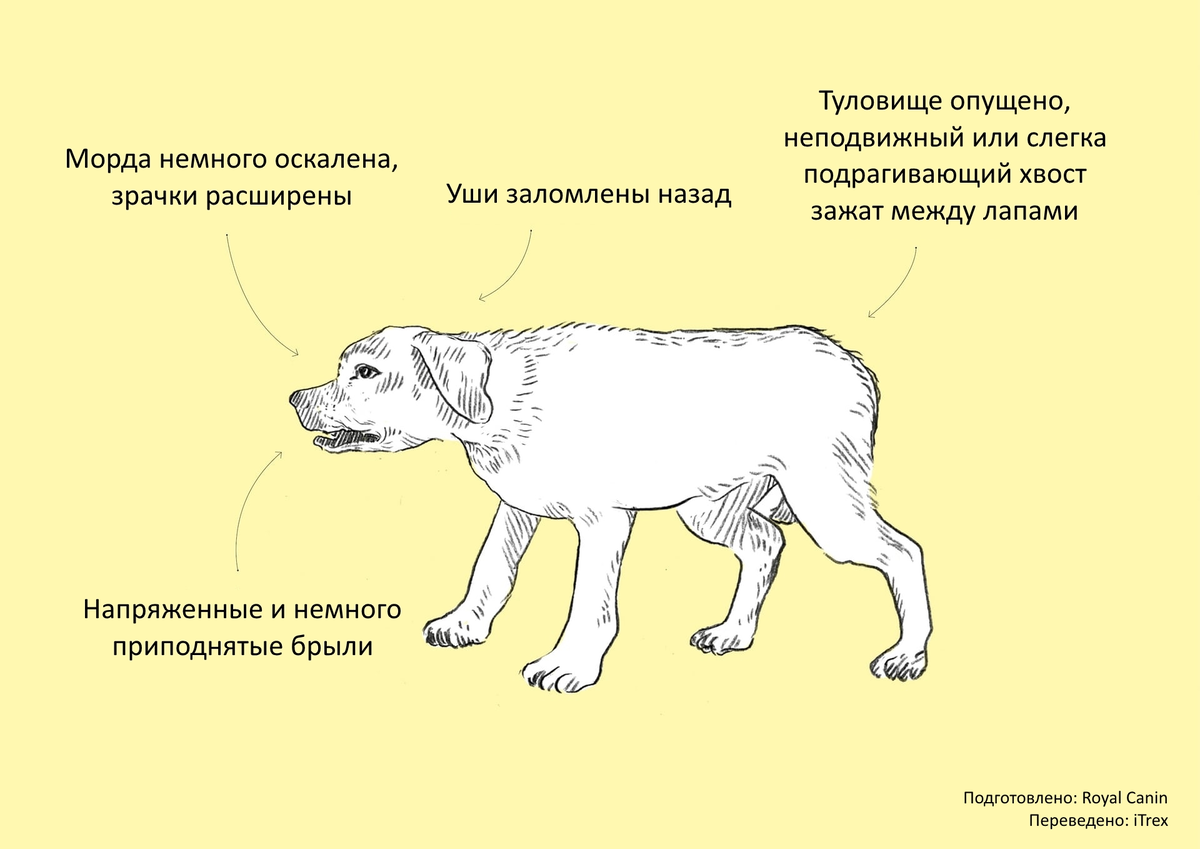 О чем говорят собаки: наглядное пособие для тех, кто хочет научиться  понимать по-собачьи | Бюро переводов iTrex | Дзен