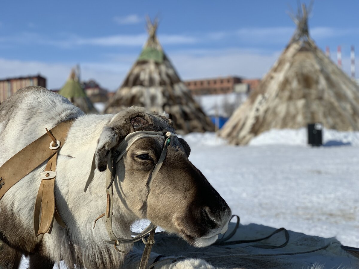 Невозможно представить Арктику без северных оленей, фото Ильина Юлия 