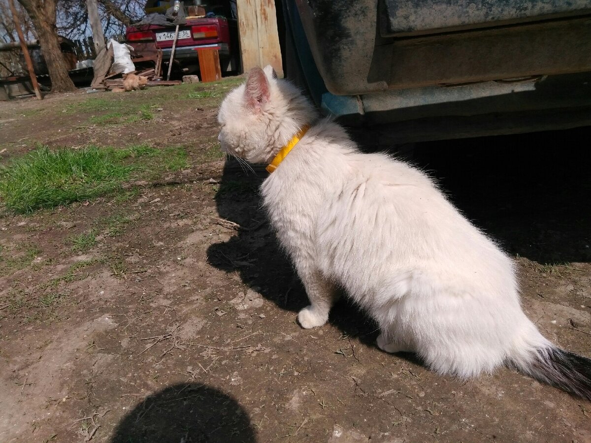 Бусик грустно сидел во дворе