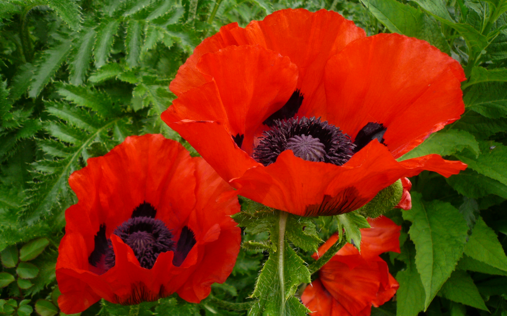 Декоративные маки. Мак Восточный (Papaver orientale). Мак Восточный папавер. Мак Восточный (Papaver orientale l.). Мак Papaver Caravel.