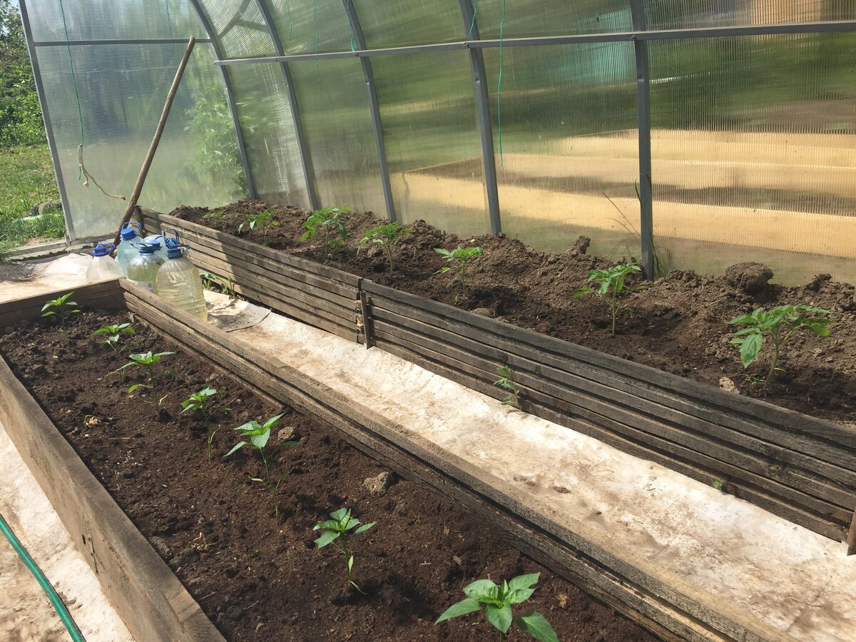 Перцы и томаты прижились, отрастают потихоньку