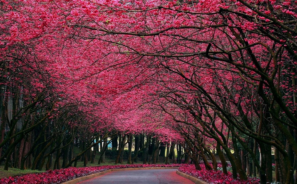 Вишнёвый туннель, Германия. 