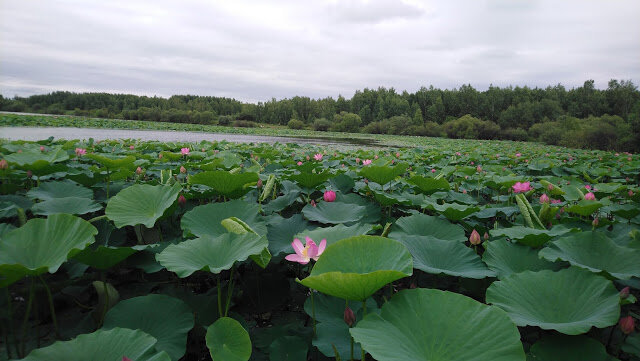 Вот и сами лотосы