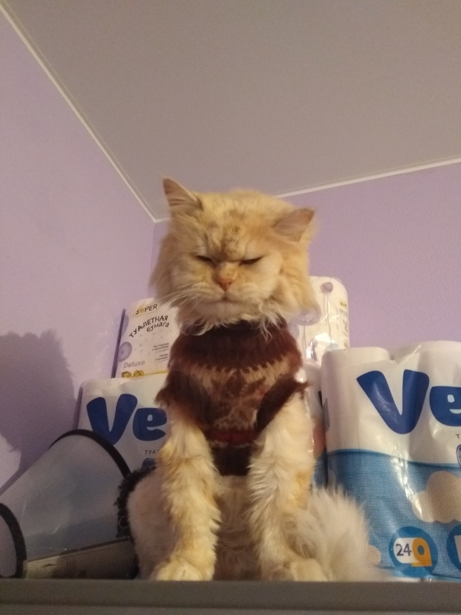 Сонный котинька) 