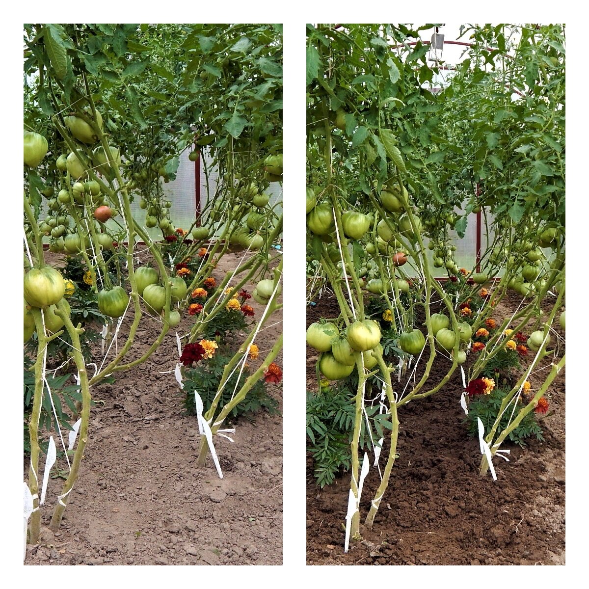 Ухаживание за помидорами в теплице