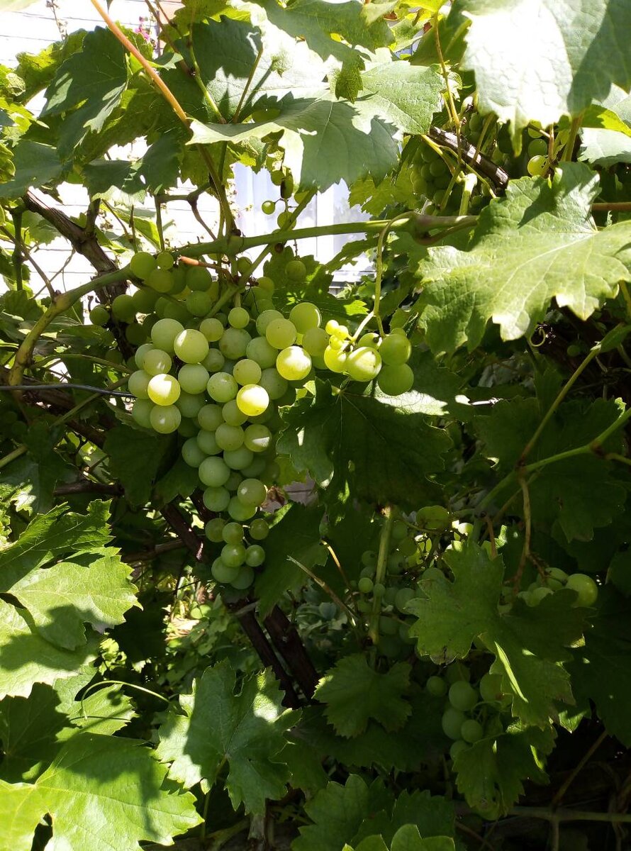 В этом году много дождей. Хоть это и вода, но винограду нужно и тепло. Поэтому он как бы отстает немного у меня в наборе веса.