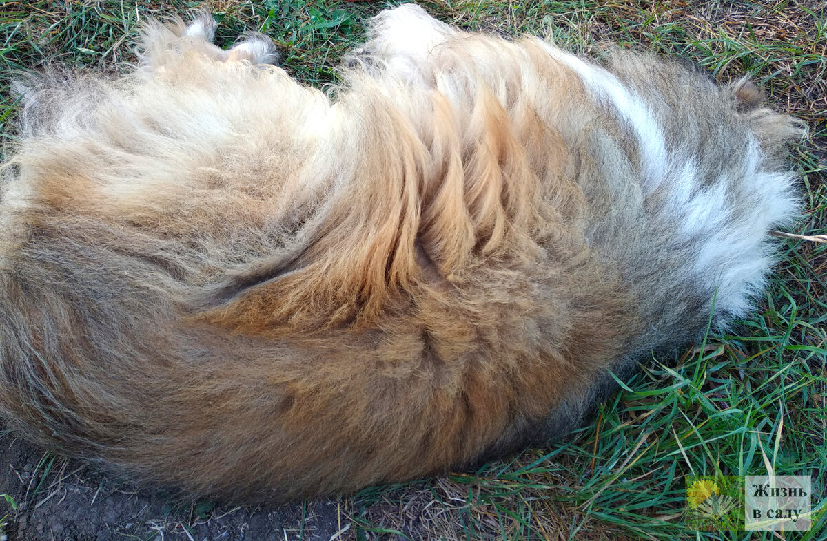 Вот какой крепкий сон у собаки