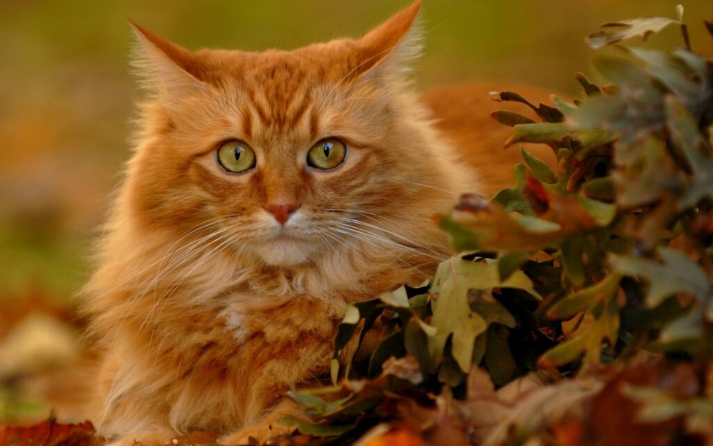 Осенние коты полны милоты! Коты и осень! ?? Умиротворения пост!