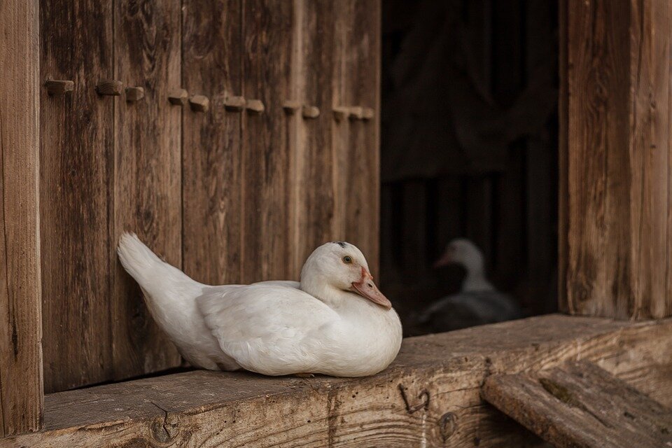 https://cdn.pixabay.com/photo/2015/03/16/21/15/goose-676754_960_720.jpg