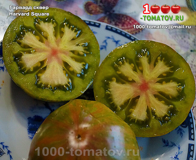 Томат Гарвард сквер  фото 2