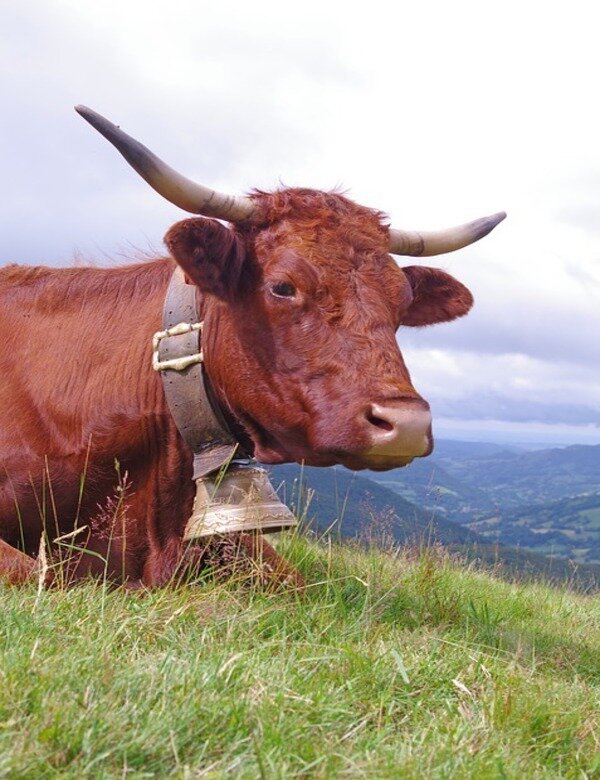 https://cdn.pixabay.com/photo/2019/09/26/16/35/cow-4506411_960_720.jpg