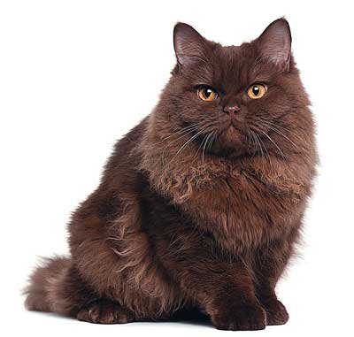 Серый полосатый Киддо был одним-единственным в мире котом, который вместе с людьми стремился пересечь Атлантический океан на дирижабле. Киддо жил в доме у штурмана дири­жабля «Америка» Мерри Саймона. В начале XX века «Америка» уступала по размерам лишь известным воздушным судам «Граф Цеппелин». Капитаном корабля стал американский журналист и исследователь Уолтер Уэллман. Он в 1910 году вместе с пятью друзьями попробовал пересечь Атлантический океан на воздушном судне. Среди участников полета оказался и Киддо. Однако «Америка» не смогла достигнуть цели странствия. У нее отказали двигатели, и ветер стал ее болтать над неспокойным океаном. Но все благополучно закончилось: экипаж затопил дирижабль и перебрался на борт подошедшего спасательного судна. Дирижабль «Америка» установил рекорд непрерывного полета для того времени. В Нью-Йорке экипаж ожидал пышный прием. Кот Киддо стал звездой. Некоторое время кота показывали публике в позолоченной клетке в витрине знаменитого универмага «Джимбел». 
18 октября 1963 года в 8 часов 9 минут Франция запустила в околоземное пространство ракету с кошкой на борту, которую звали Фелисетт. При подготовке к этому полету отобрали 12 кошек-кандидатов, главным из которых был кот Феликс. Он прошел напряженную подготовку и был утвержден к полету, но сбежал, и его срочно заменили Фелисетт. Эта кошка получила от газетчиков прозвище «астрокошка». Запуск состоялся с полигона в пустыне Сахара. Ракета достигла высоты 155 км. Состояние невесомости продолжалось 302 секунды (5 минут 2 секунды), после чего капсула с кошкой отделилась и на парашюте спустилась на землю. Фелисетт была извлечена из контейнера через 13 минут 13 секунд после старта. Опыт прошел удачно, кошку извлекли из капсулы живой и невредимой. Как рассказывают очевидцы, кошка через некоторое время тоже сбежала.  
Известность получила и кошка по кличке Скарлетт – бывшая бездомная кошка из Бруклина (США), которая прославилась героизмом при спасении своих котят при пожаре. Родилась кошка примерно в июне или июле 1995 года. В возрасте примерно 9 месяцев (30 марта 1996 г.) в одном из заброшенных гаражей в Бруклине начался пожар, который быстро потушили. Один из пожарных Дейвид Джианелли увидел кошку, которая вытаскивала из горящего гаража котят.  
У самой кошки уже были сильно обожжены уши и лапы, опалена мордочка, сгорела почти вся шерсть, глаза были закрыты волдырями. После того как она вытащила пятерых котят в безопасное место, и убедилась, что все они живы, она потеряла сознание. Пожарный доставил пострадавшую кошку с котятами в ветеринарную клинику Лиги защиты животных Северного побережья в Нью-Йорке, где им была оказана немедленная медицинская помощь. Однако самый слабый из котят, белого окраса, умер спустя месяц после пожара. Самой кошке, которой дали кличку Скарлетт, на восстановление понадобилось три месяца, тем не менее не все функции организма смогли восстановиться. 
История о доблестной кошке, бросившейся на спасение своих котят, стала известна на всех континентах. Предлагалась помощь из Нидерландов, Японии, и Южной Африки. Американцы прислали кошке поздравления на День матери. Клиника, где лечили кошек, получила много тысяч писем от желающих приютить Скарлетт и ее котят. В итоге, котят разделили на две пары, которые поселились у хозяев в Лонг-Айленде. Саму кошку забрала к себе в дом Карен Уэллен, которая написала в письме, что недавно потеряла в автомобильной аварии свою кошку и теперь хотела бы принять в дом такое животное, о котором нужно заботиться. 
Кошкой продолжали интересоваться, в том числе и канал CNN и знаменитая телеведущая Опра Уинфри. О ней писали статьи и книги, она была героиней многочисленных книг и статей, посетила и канал Animal Planet, ее наградили за храбрость британское Королевское общество по предотвращению жестокого обращения с животными (British RSPCA, Royal Society for the Prevention of Cruelty to Animals). Кошка умерла  
11 октября 2008 года. Она так и не оправилась от болезней, полученных в результате ожогов. Причиной смерти стали многочисленные заболевания: лимфома, почечная недостаточность, шумы в сердце и другие. После ее смерти общество North Shore Animal League учредило награду, названную в честь кошки: «Премия Скарлетт за героизм у животных» (англ. Scarlett Award for Animal Heroism). Награда присуждается животным, которые совершили героические поступки вне зависимости от того, на благо людей или животных. 
