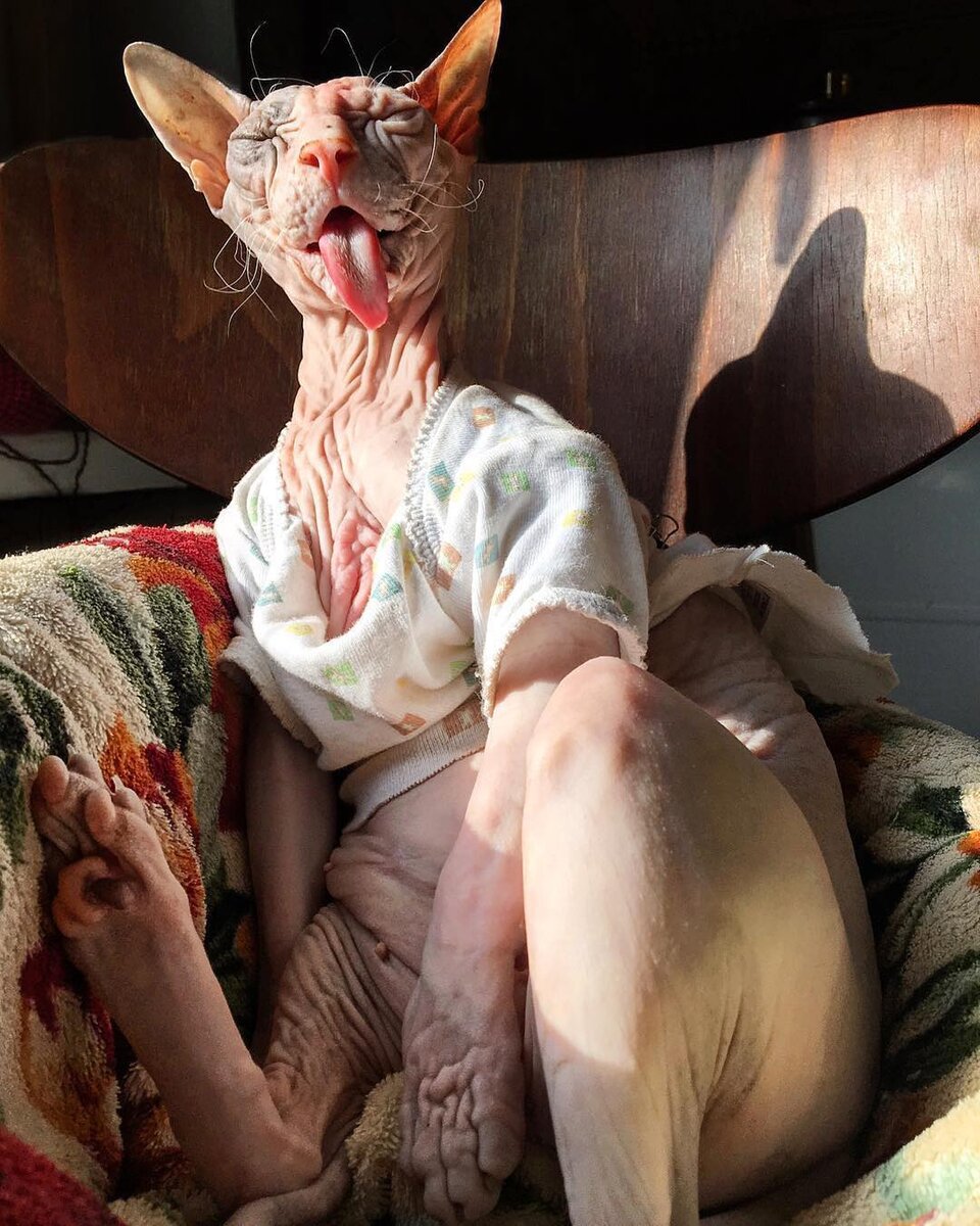 Старенький сфинкс. Фото из профиля в инстаграм @sphynx_mania