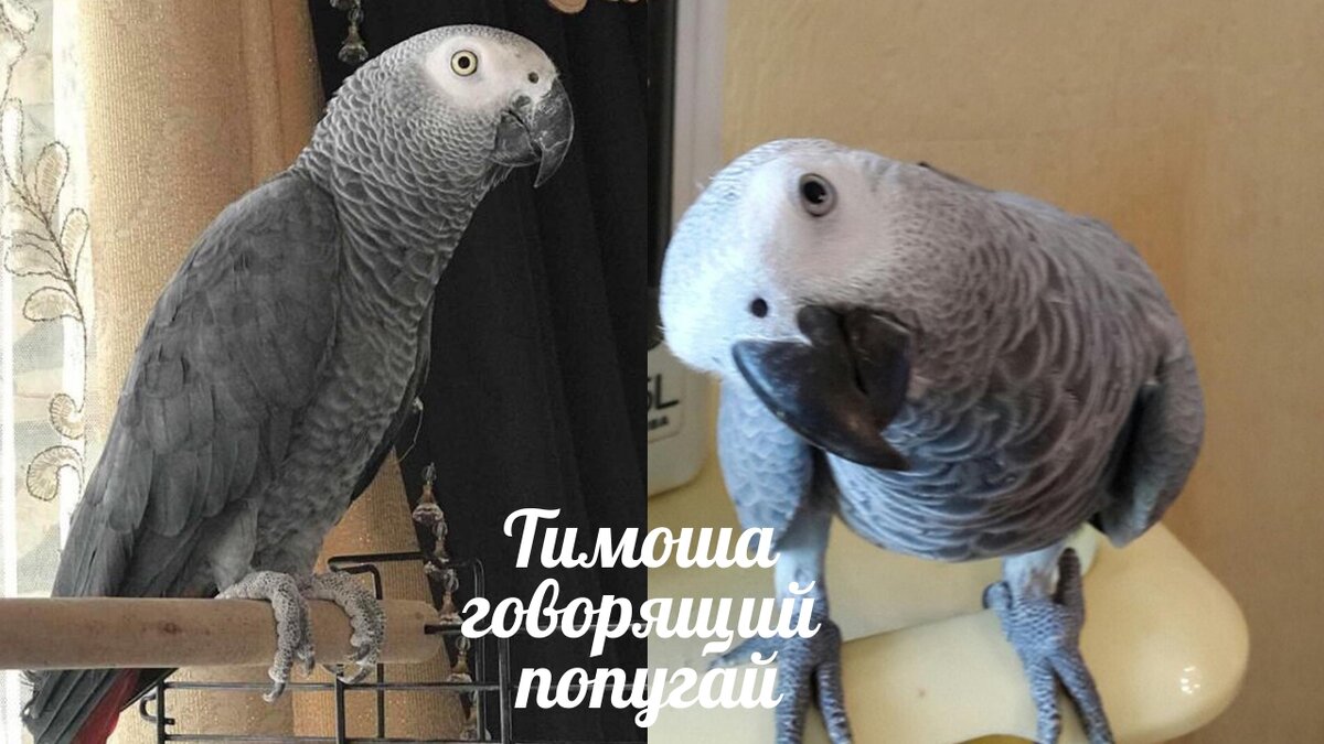 Тимоша говорящий попугай, порода Жако. Подборка видео #2 | Positive Animal  World | Дзен