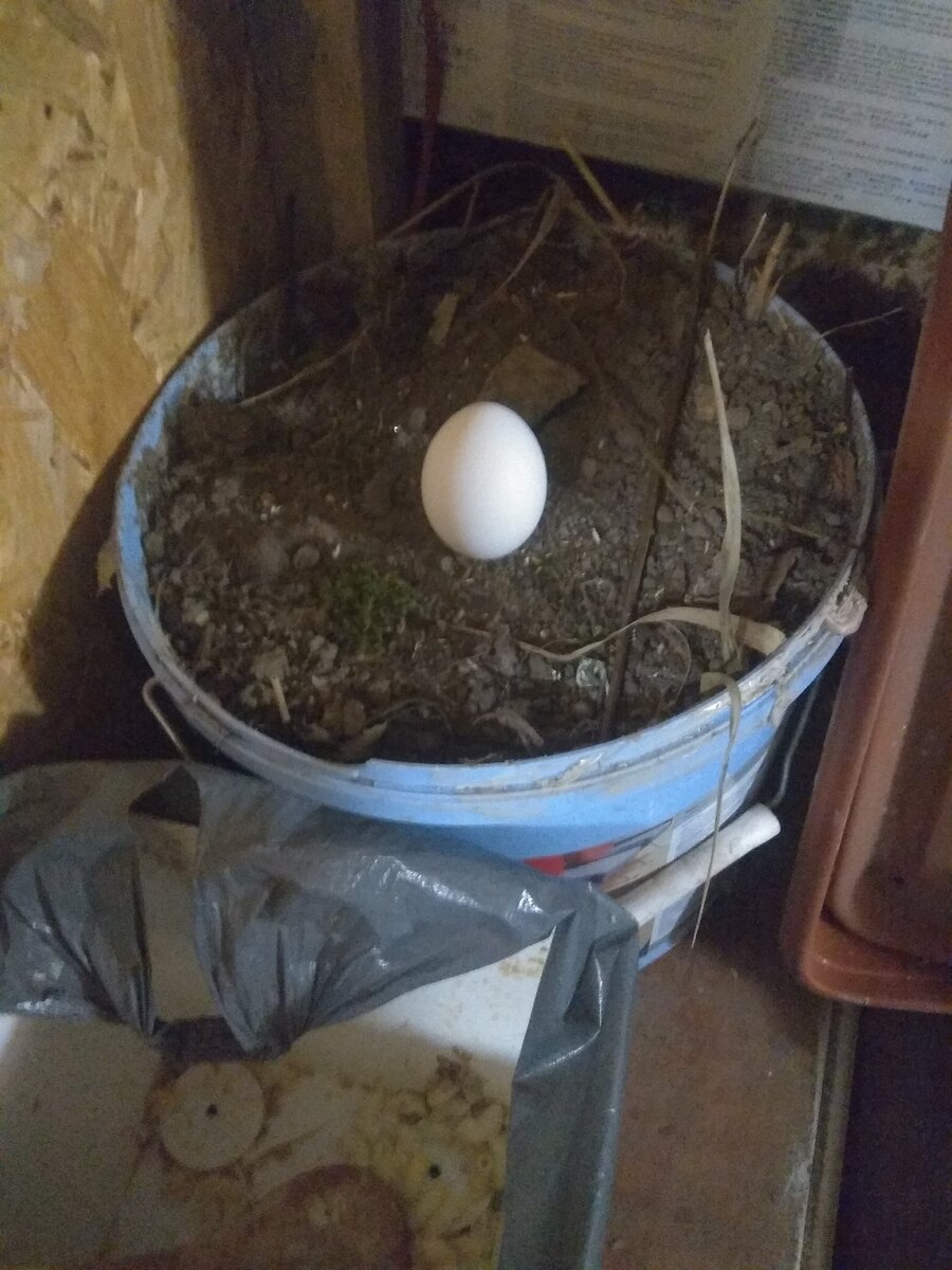 Снесли первые четыре яйца