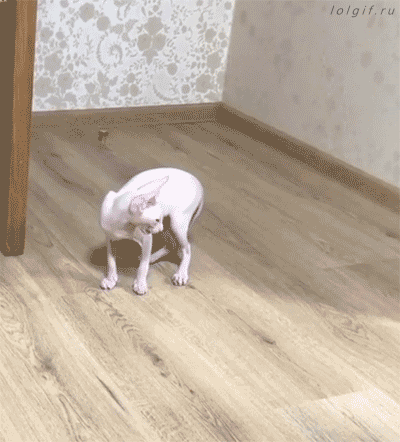 источник: http://ilovefunnyanimal.blogspot.com/