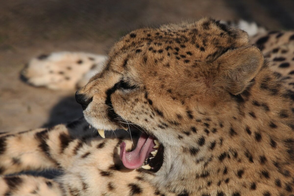 С такими зубами лучше поосторожнее