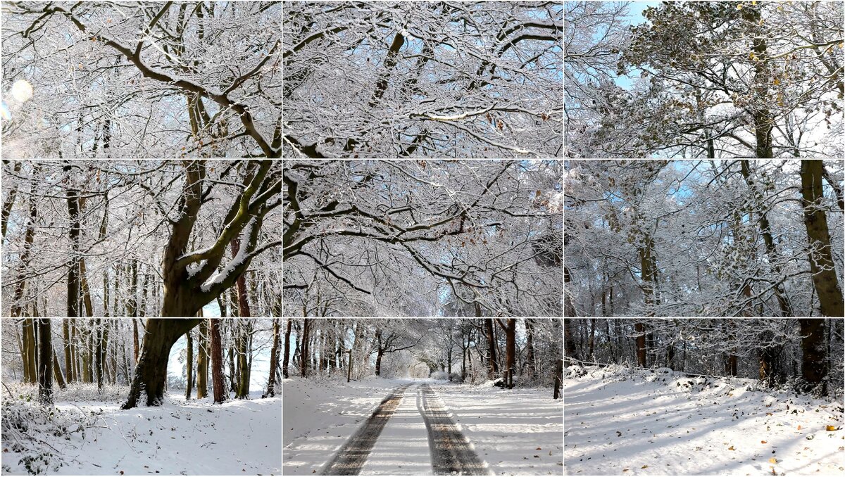 David Hockney 
«Woldgate Woods, Winter, 2010»
9 digital videos synchronized and presented on 9 monitors to
comprise a single artwork
Edition of 10 with 2 A.P.s
Duration: 49:00
© David Hockney