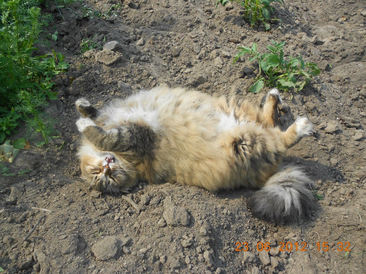 пока я ходил кусал зелень, Васька валялся в картошке!  Так урожай выше!