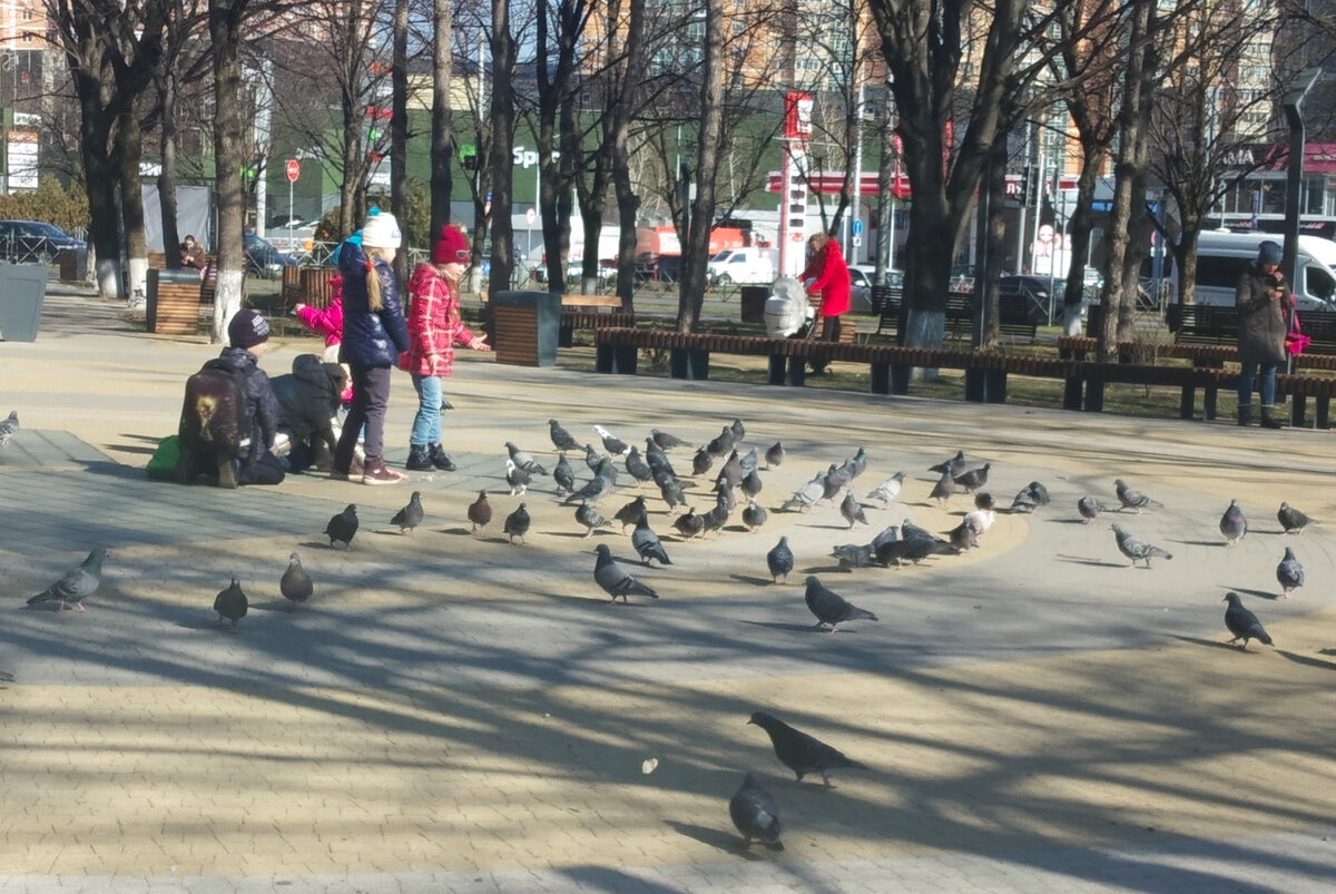 Дети кормят голубей