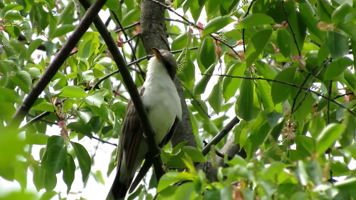 Желтоклювая американская кукушка 