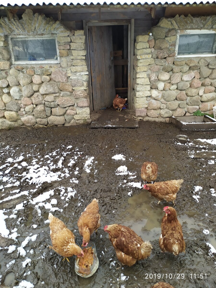 Куры в непогоду