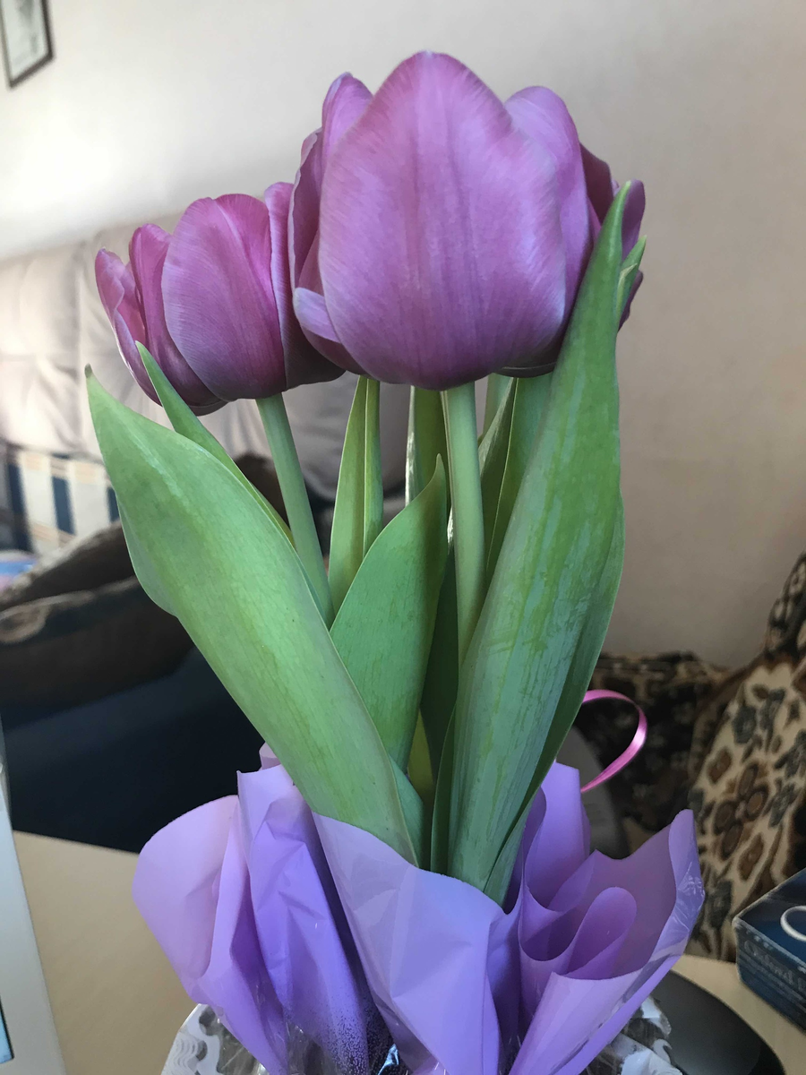 Sie können lila Tulpen sehen.