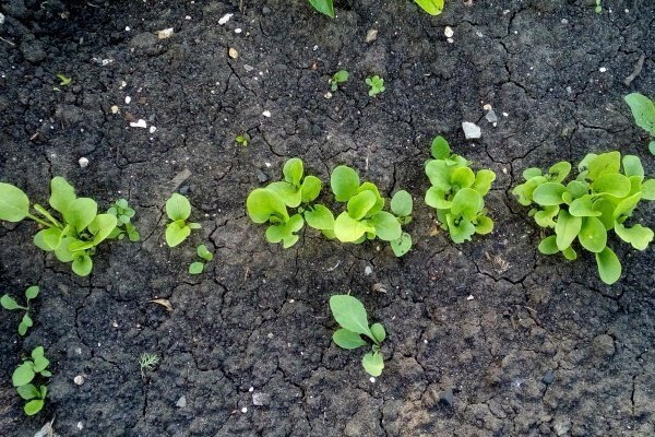 Всходы щавеля